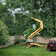 How Our Tree Care Process Works  in  Sand Lake, MI